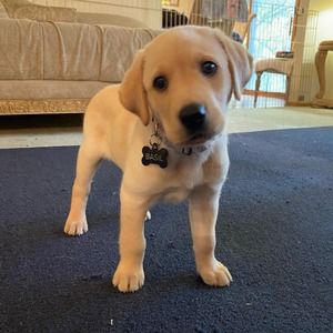 Meet your Posher, Cheryl